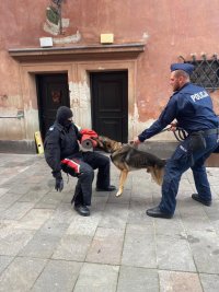 Na zdjęciu widać st. sierż. Kamila Kubicę, który trzyma na smyczy psa patrolowo-tropiącego. Pies atakuje mężczyznę ubranego w kominiarkę.